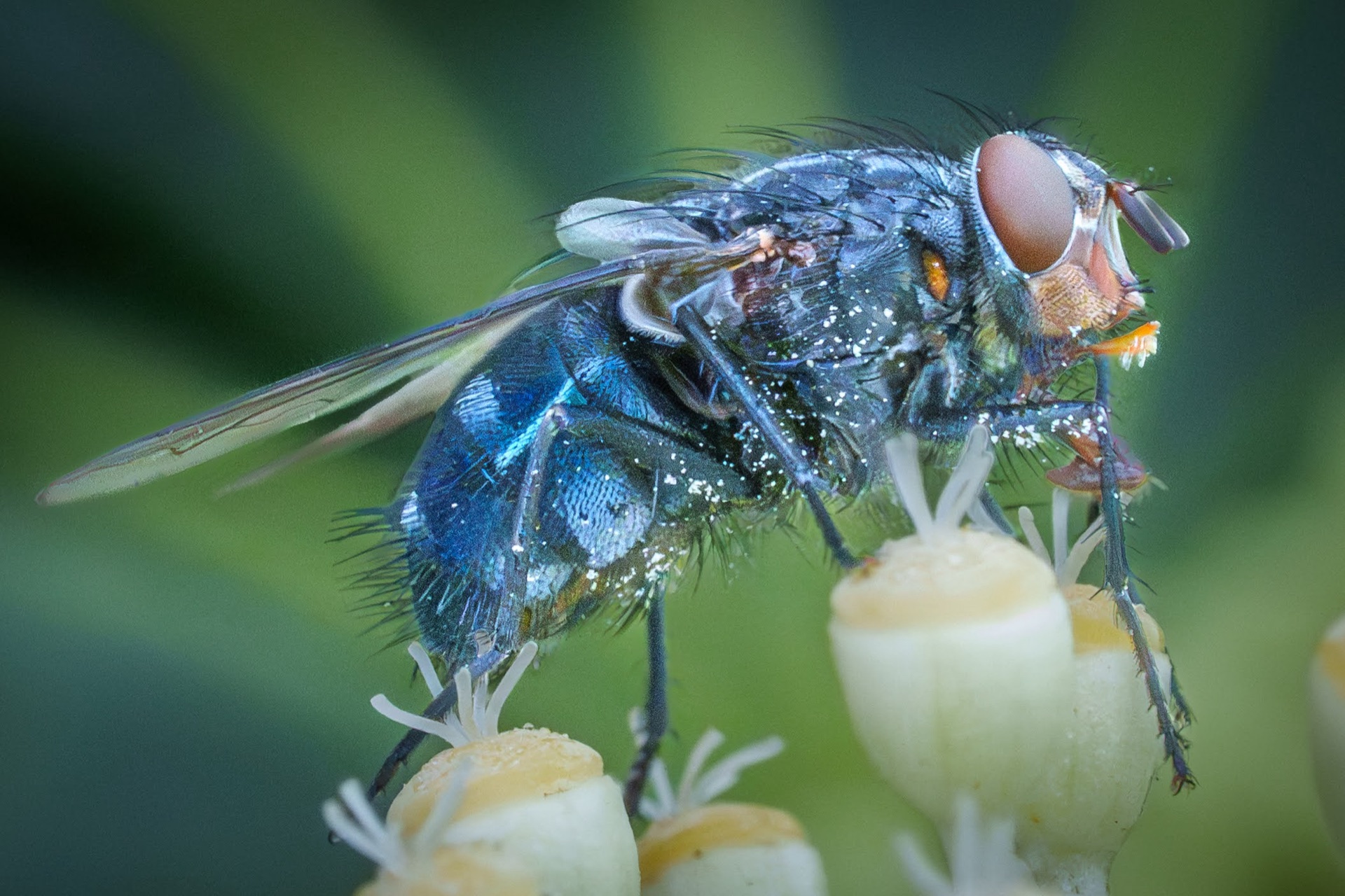Metallic blue bluebottle fly on white flowers